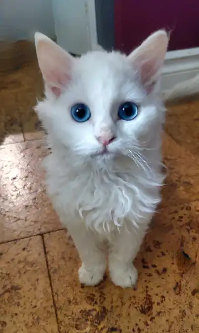 Absolutely precious little low shedding furballs that are a wonderful social family pet. These littl...