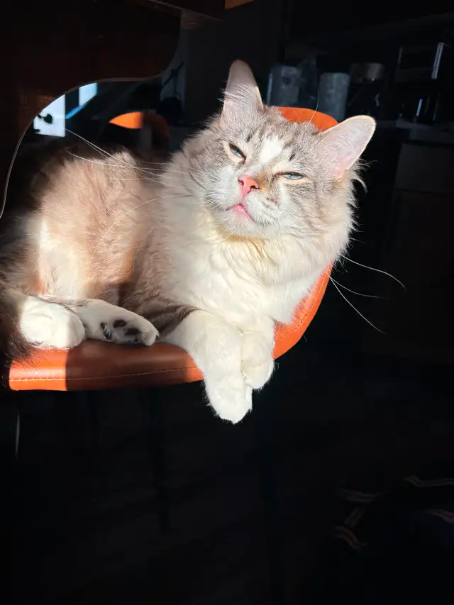 Cat for rehoming