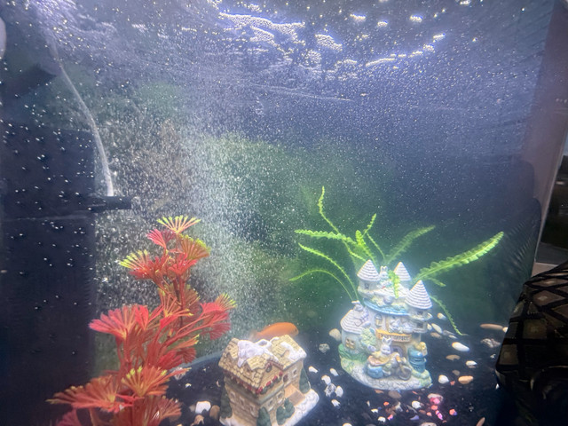 full setup for sale  in Fish for Rehoming in Abbotsford