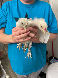 Silkie/barn yard mix chicks