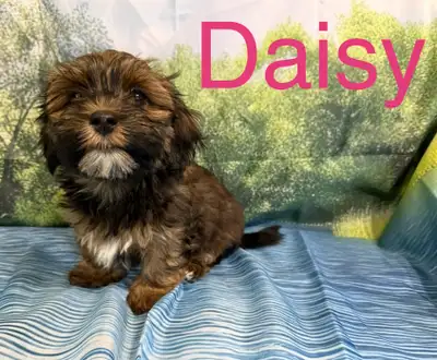 CKC Purebred Havanese Puppies Available, View more