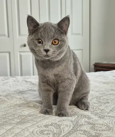 chaton mâle British Shorthair bleu, View more