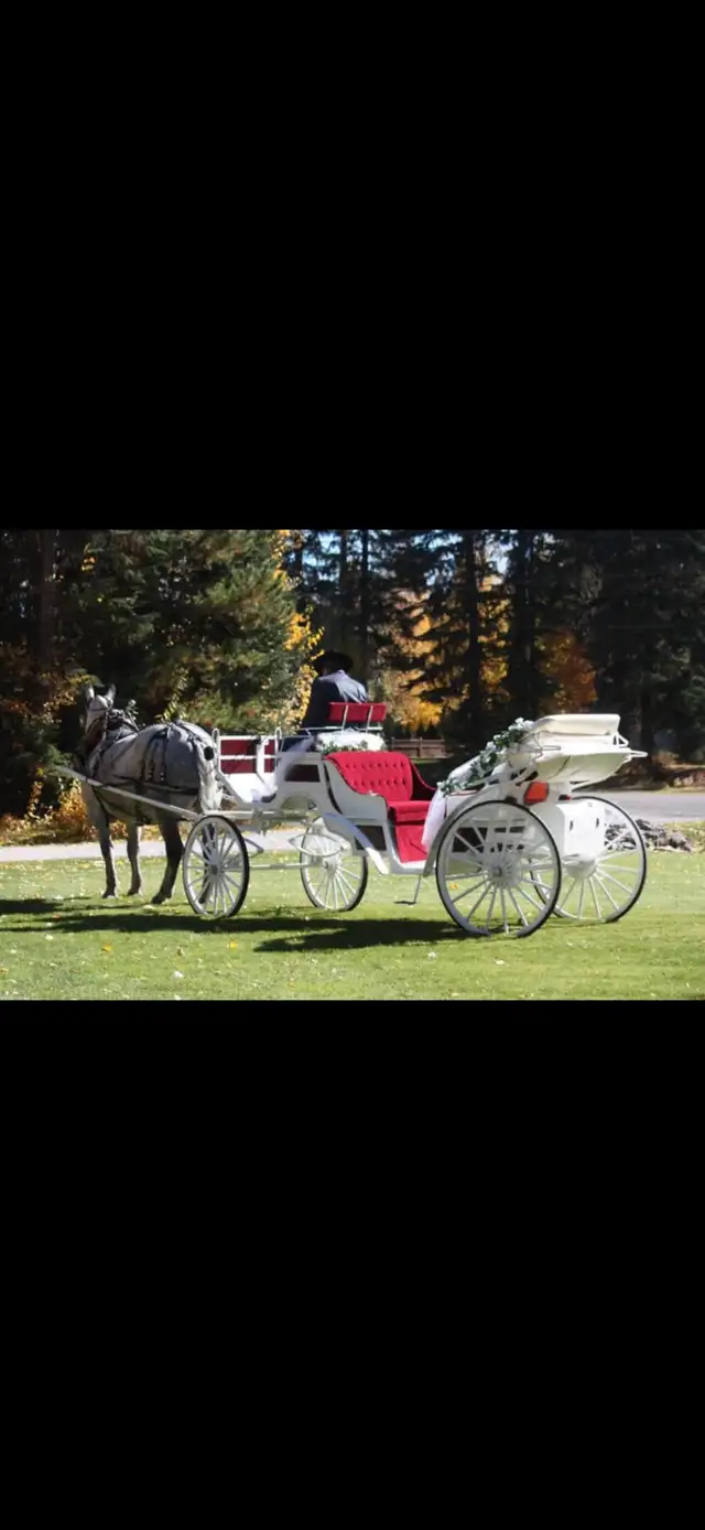 wedding carriage in Equestrian & Livestock Accessories in Dawson Creek - Image 4