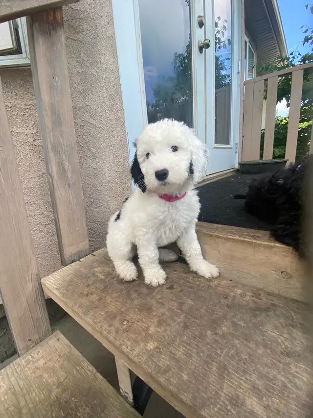 Upcoming potential litter in fall/winter Sheepadoodles in Dogs & Puppies for Rehoming in Strathcona County - Image 3