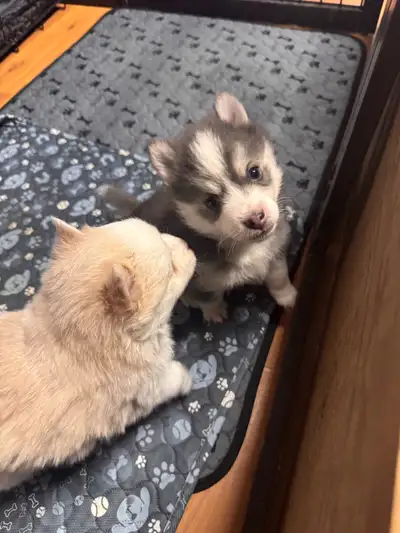 READY NOW!!Blue eyed MICRO/Mini pomskies!, View more