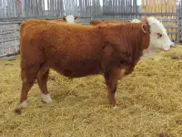 Hereford bulls