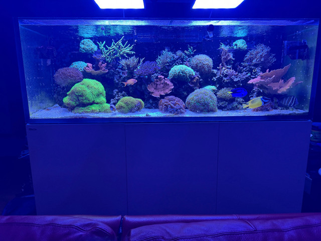 Mature 200 Gallon Reef System in Fish for Rehoming in Oshawa / Durham Region - Image 2