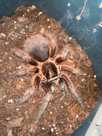 Haitian brown tarantula