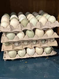 Hatching eggs - Duck
