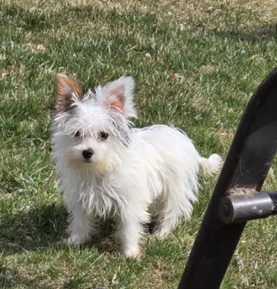 VERRY CALM LITTLE BOY PERFECT FOR SENIOR PEOPLE........THIS TINY BOY LOOKING FOR A PERFECT ALDER COU...