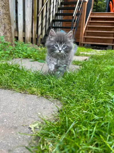Magnifiques chatons de 8 semaines. Ils ont été élevés avec deux enfants. Ils sont donc très affectue...