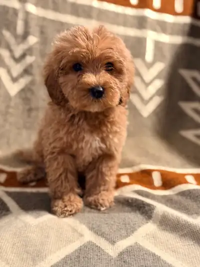 Cockapoo babies ready for new home, View more
