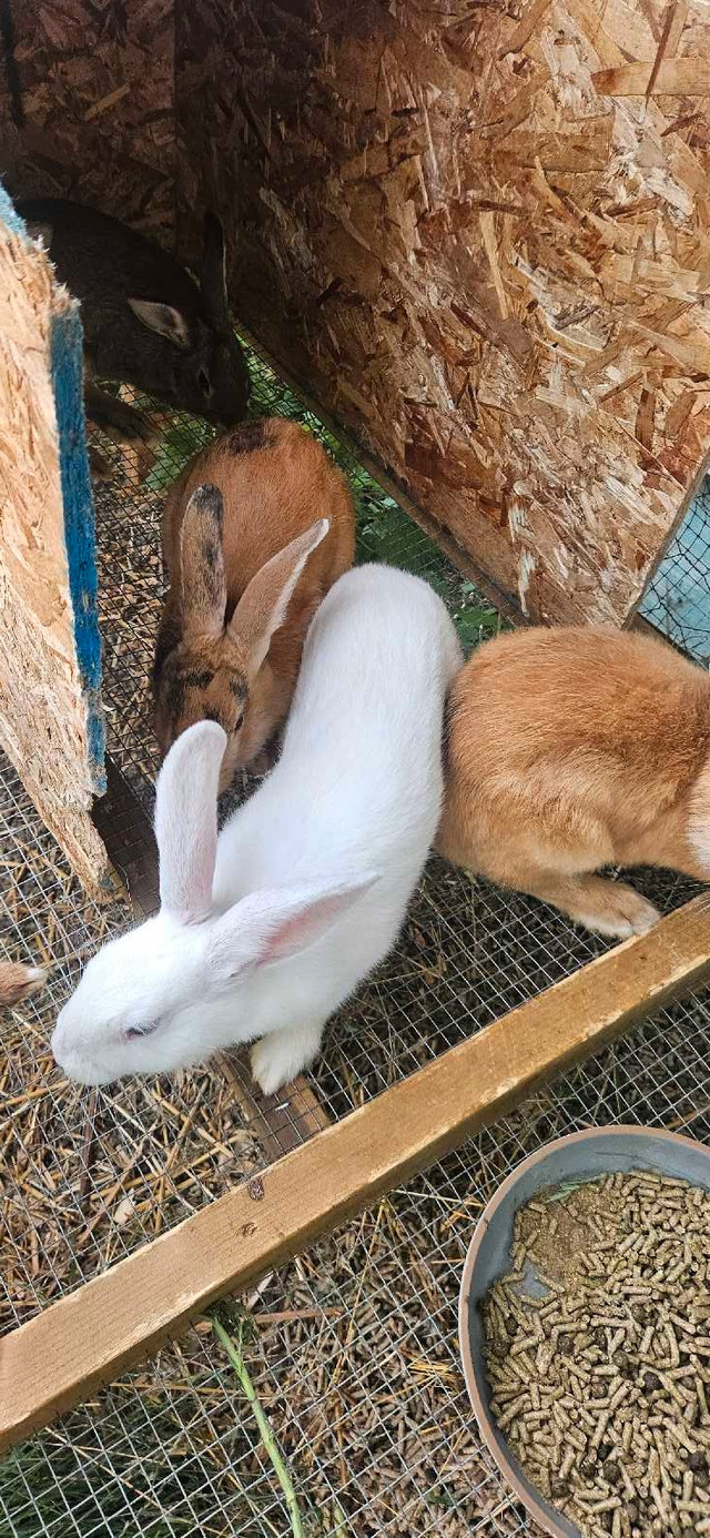 Flemmish Giant Bunnies in Other in Chatham-Kent - Image 3