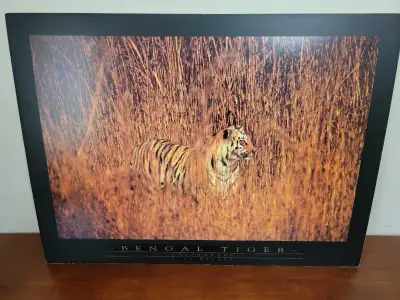 Stan Wayman Bengal Tiger Photograph, View more