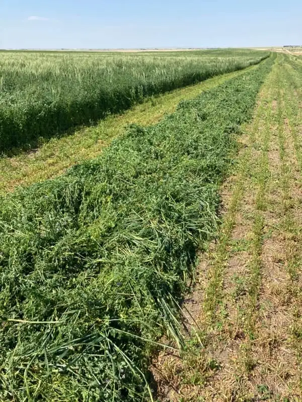Alfalfa Seed, $4.00/lb, Inoculated in Other in Saskatoon - Image 3
