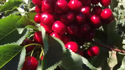 We grow cherries in North Vernon. It looks like we may have a decent harvest once again. We are look...