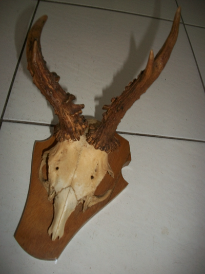 Skull & Horns, View more