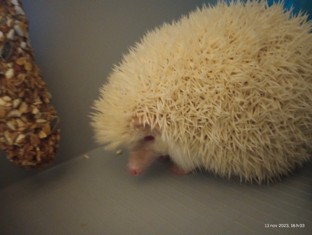 Hérisson albinos in Small Animals for Rehoming in City of Montréal - Image 3