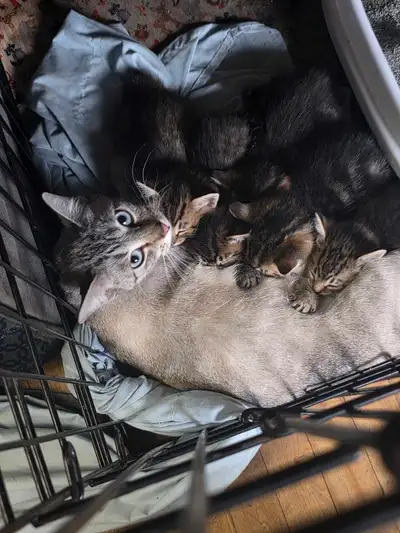 Kittens!, View more