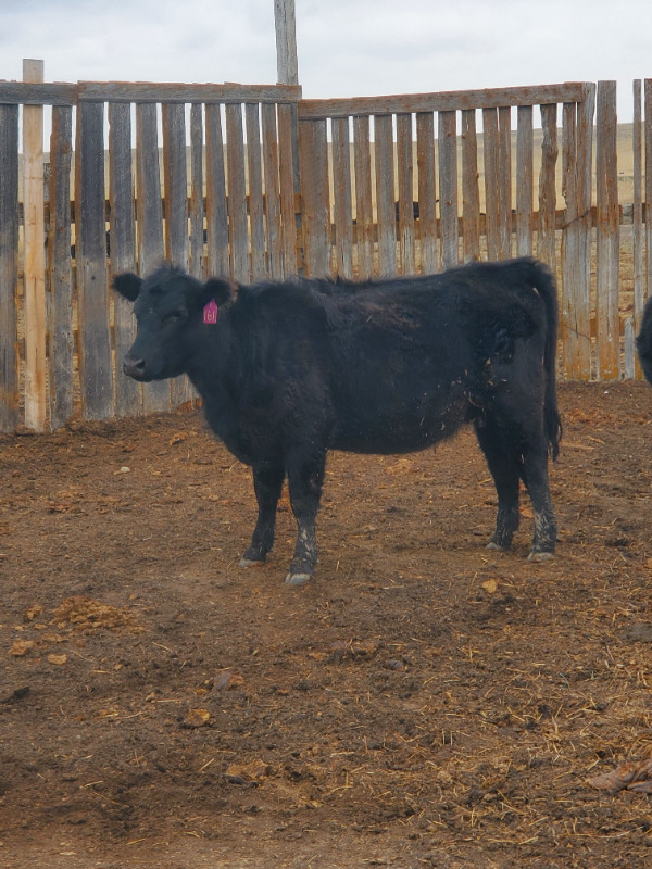 Black angus pairs in Livestock in Moose Jaw