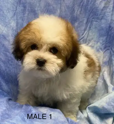 Beautiful small breed puppies for sale, View more