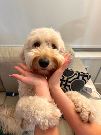 3 year old spayed female goldendoodle looking for new home