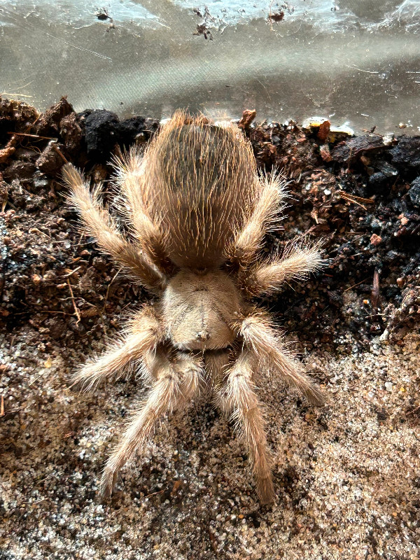 Tarantula collection for sale in Other Pets for Rehoming in Oshawa / Durham Region - Image 4