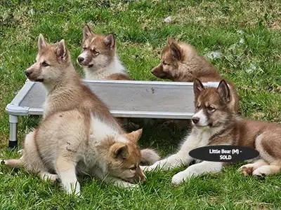 Ready to go: Gorgeous and playful northern dogs called Canadian Eskimo Dogs. They are known for thei...