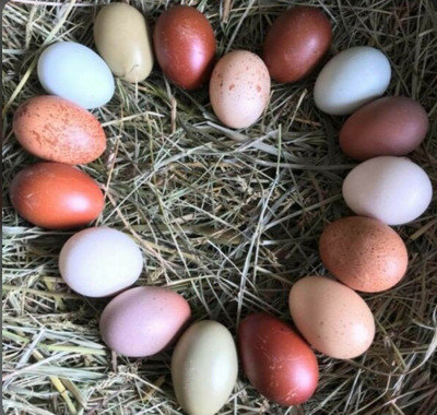 Heritage Breed eggs (for eating)