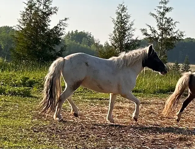 Friendly Shetland Pony Mare – Looking for Her Perfect Home. in Horses & Ponies for Rehoming in Owen Sound - Image 3
