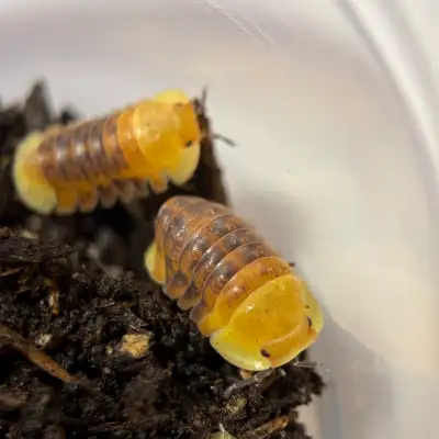 Cubaris sp. “Pink Rubber Ducky” Isopods, View more