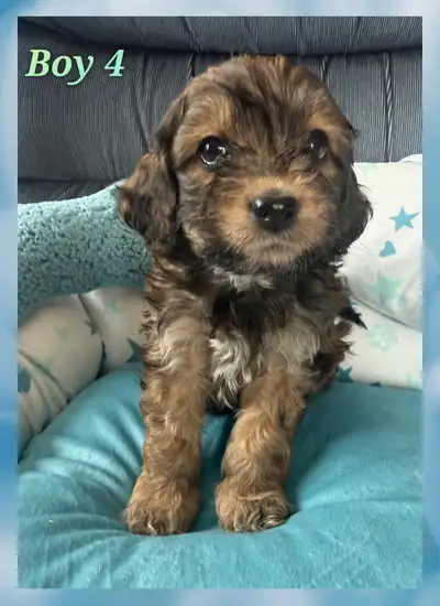 Cockapoo  mini F1B puppies, View more