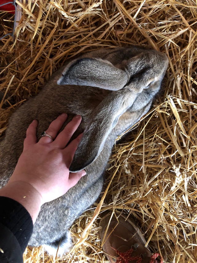 Continental Giant Rabbits in Small Animals for Rehoming in Trenton - Image 2