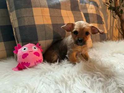Tiny biewer terrier/chihuahua puppies, View more