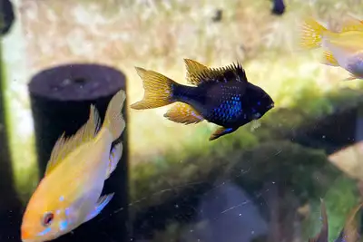Pair of Gold Rams, View more