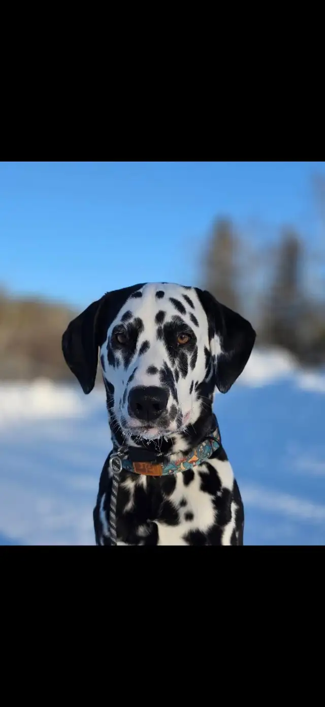 Dalmatian Puppys in Dogs & Puppies for Rehoming in North Shore - Image 9