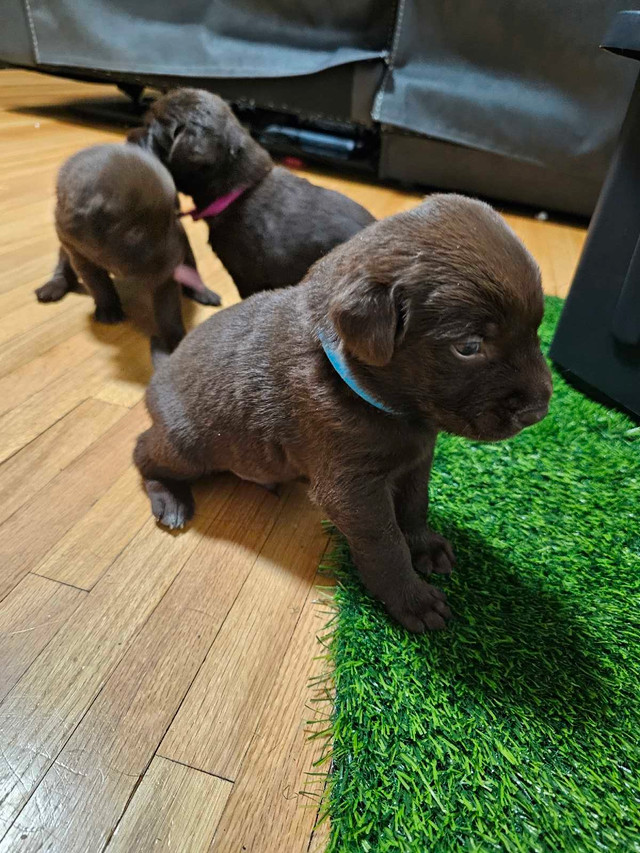 Chocolate lab puppies purebred in Dogs & Puppies for Rehoming in Mississauga / Peel Region