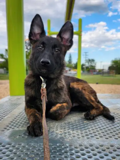 Registerable Dutch Shepherd puppies ready for new homes now. Expected to mature around 55-70 pounds....