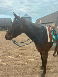 Roan quarter horse Mare  6 years old