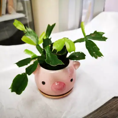 Christmas Cactus with 4" ceramic animal pot, View more