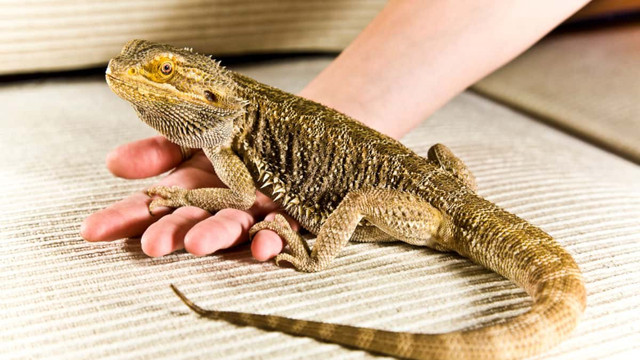 BEAUTIFUL BABY BEARDED DRAGON SPECIAL $175 in Reptiles & Amphibians for Rehoming in North Bay - Image 2