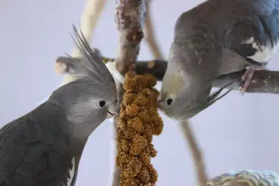 ⭐ ⭐ BABY ⭐ Cockatiel with Cage & Food⭐ ⭐, View more