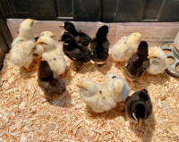 Group of 13 Orpington cross chicks. Reduced. 