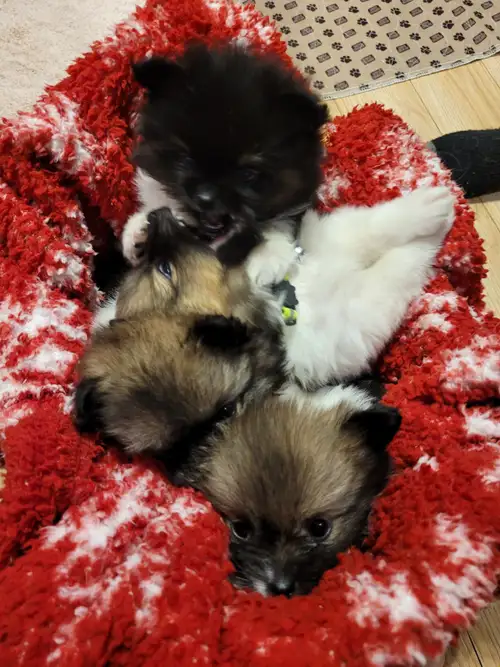 Playful, curious healthy pomchi's Vet checked Health passport 3 male puppies One female puppy Great...