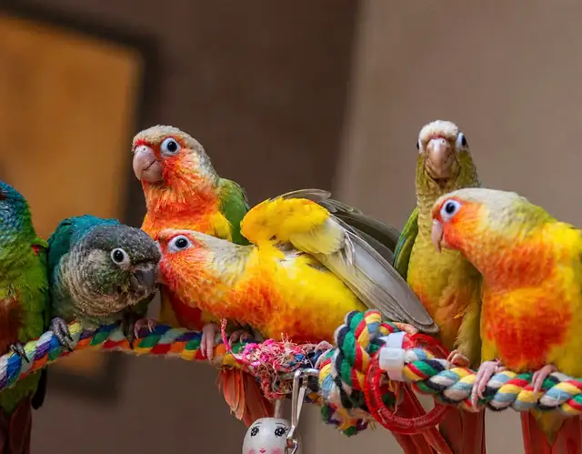 ⭐️⭐️Sweet Baby Conure ️⭐️with Cage & food⭐️⭐️ | Birds for Rehoming ...