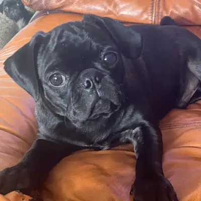 Pug puppy ready for go to your house . we have black male(4 months old) with three shots, and female...