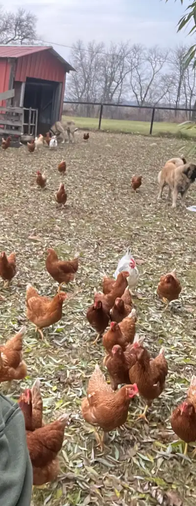 laying hens, View more