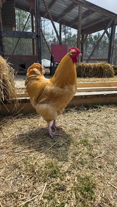 Breeding pair of Buff Orpingtons , View more