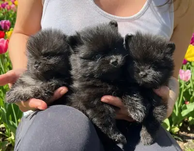 TEDDY BEAR FACED POMERANIAN PUPPIES IN THE GTA - VISIT NOW OPEN, View more