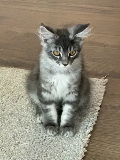 Maine coon Kittens. , View more